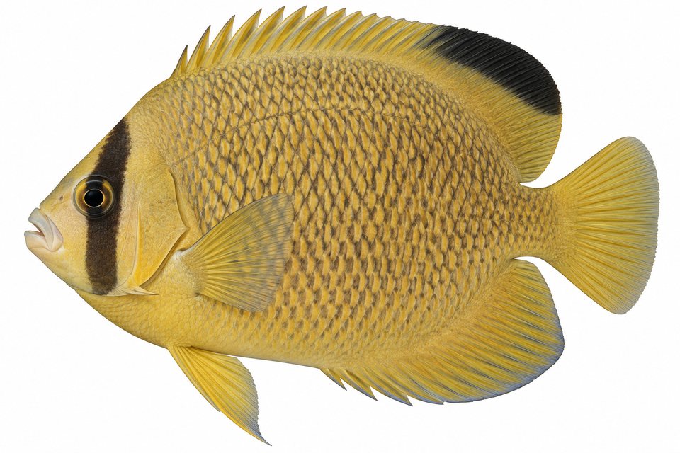 Armitage angelfish