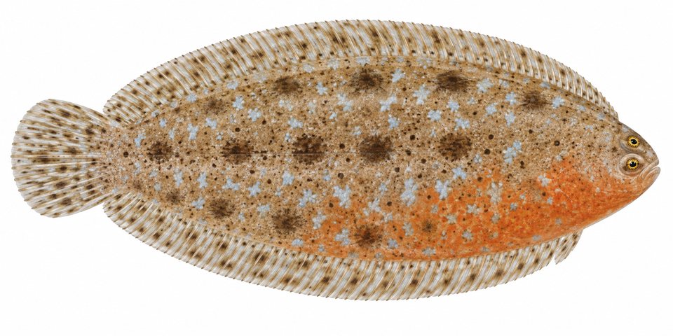 Sole (no English common name)