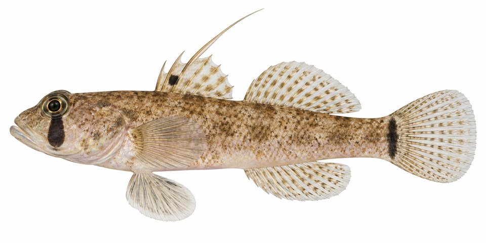 Eyebar spiny goby