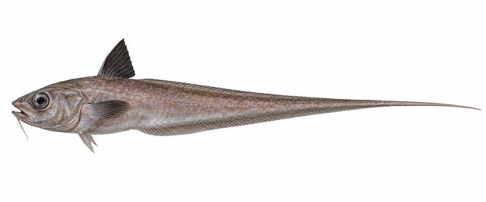 Blackfin rat tail