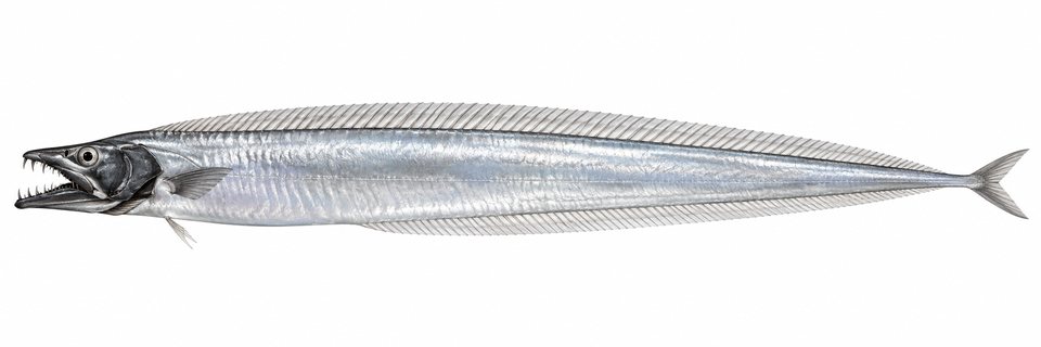 Sparse-rayed frostfish