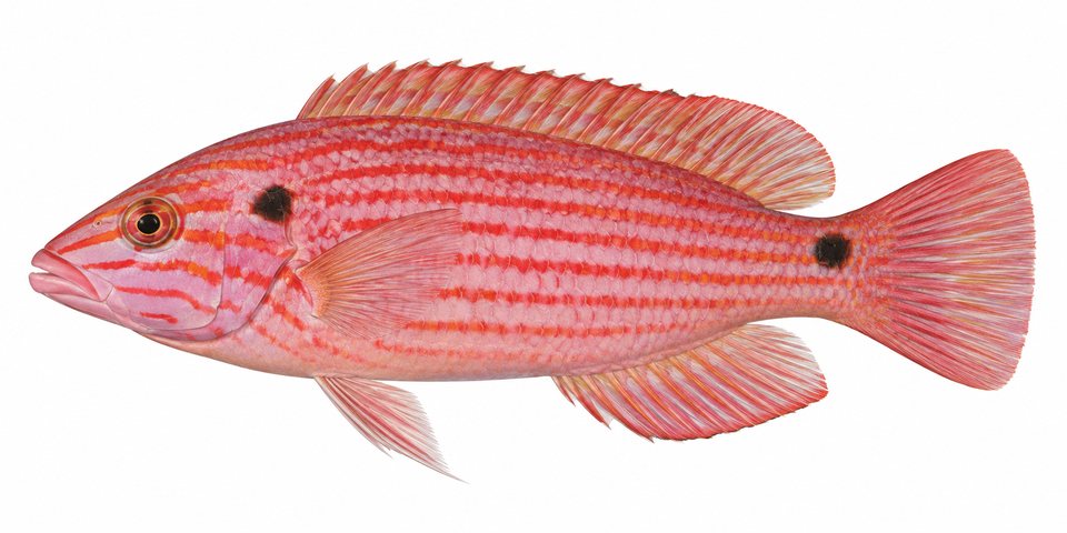 Twospot hogfish