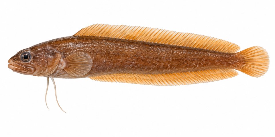 Slimy cuskeel