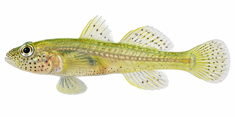 Ridens goby