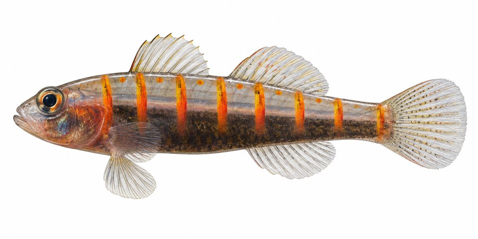 Black coral goby