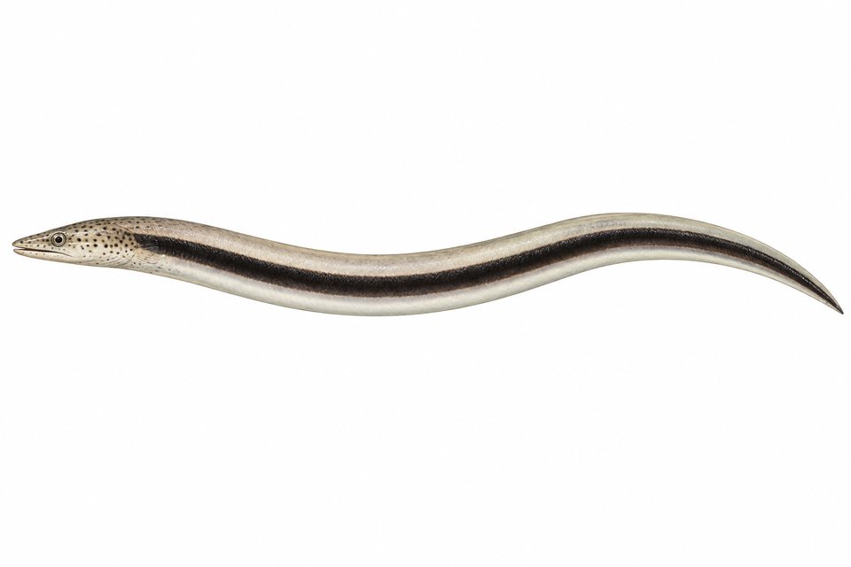 Black-striped snake eel