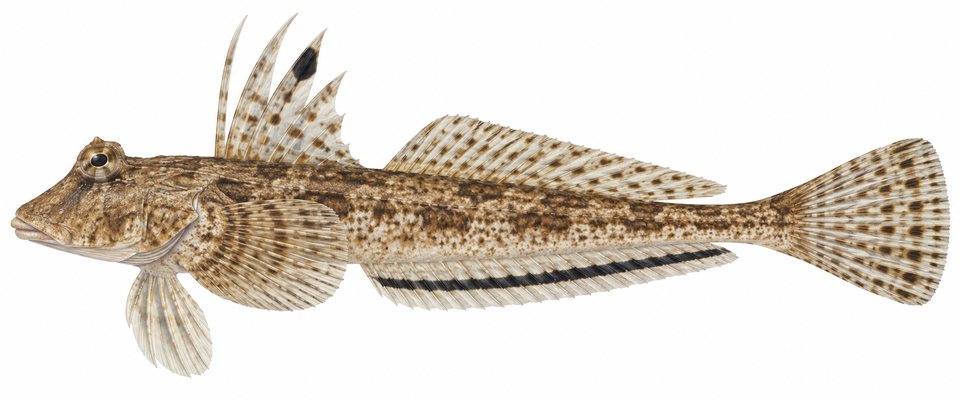 Longtail dragonet