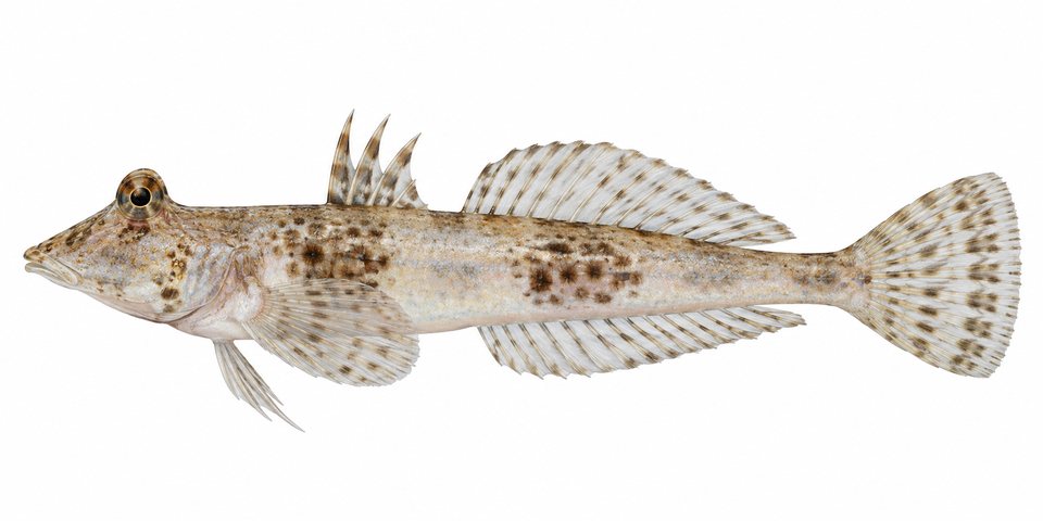 Western Australian slope dragonet