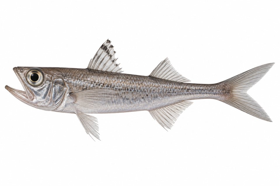 Gaper (no English common name)