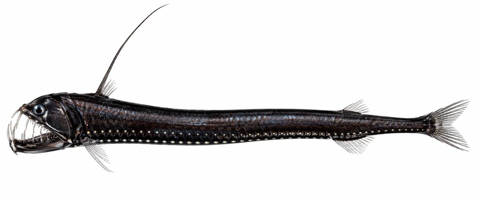 Viperfish (no English common name)
