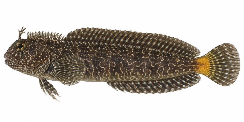 Squiggly blenny