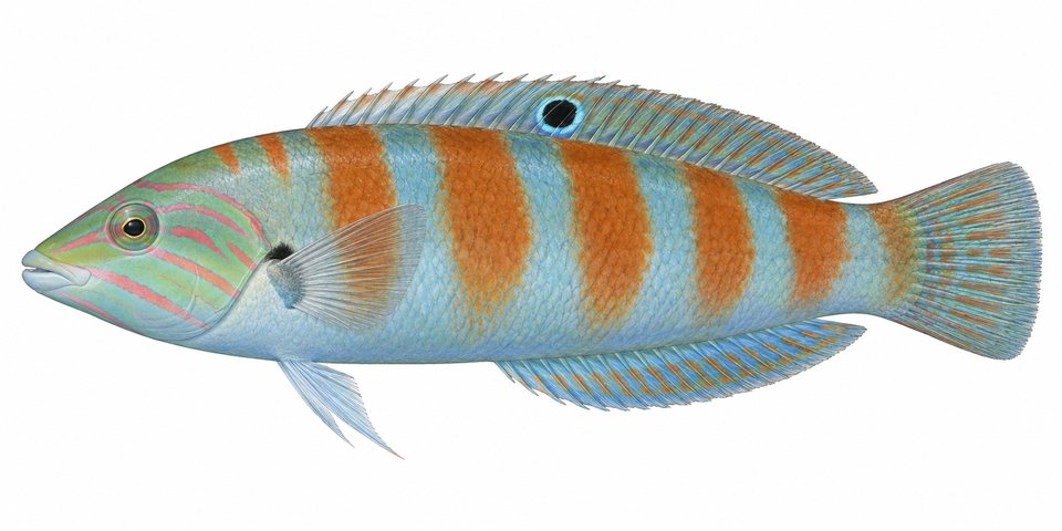 Coris wrasse (no English common name)