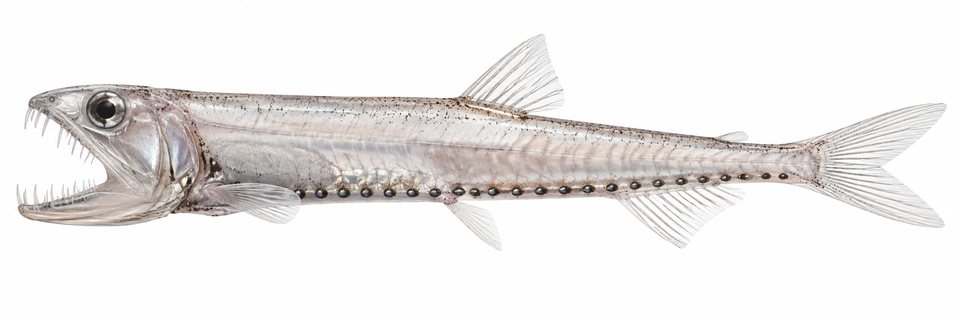 Bristlemouth