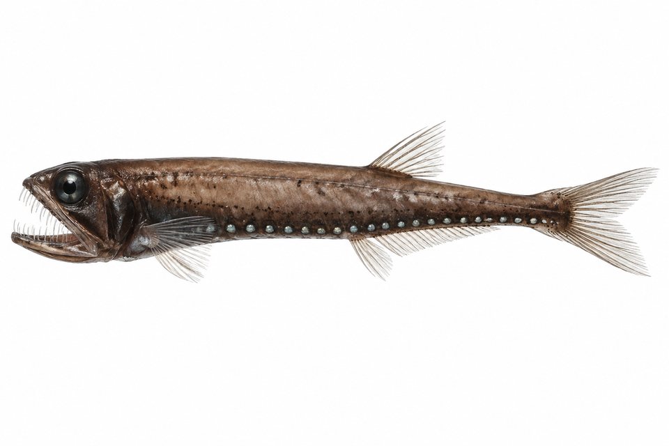 Slender bristlemouth
