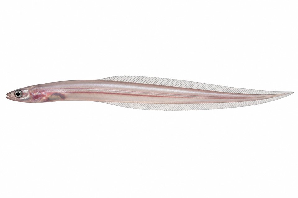 Graceful pearlfish
