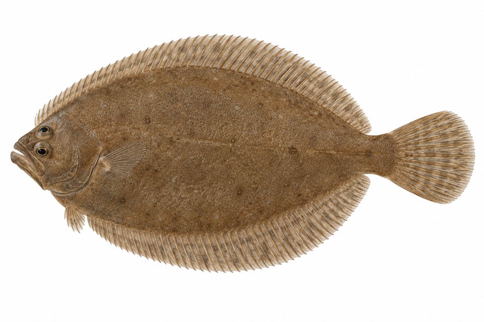 Hureau's flounder