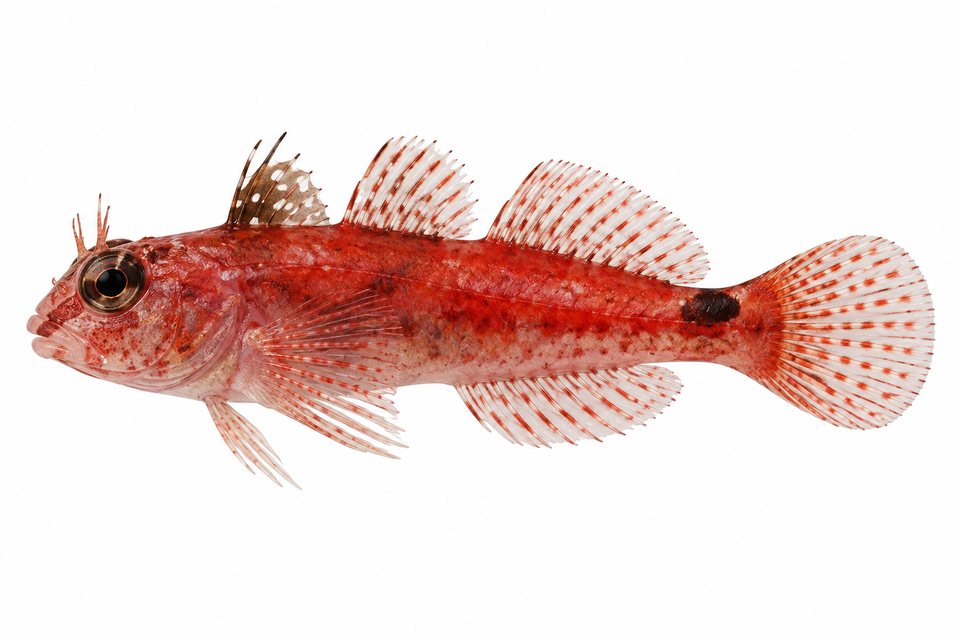 Triplefin (no English common name)
