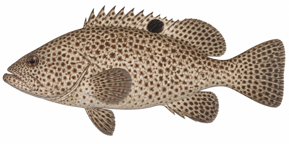 One-blotch grouper