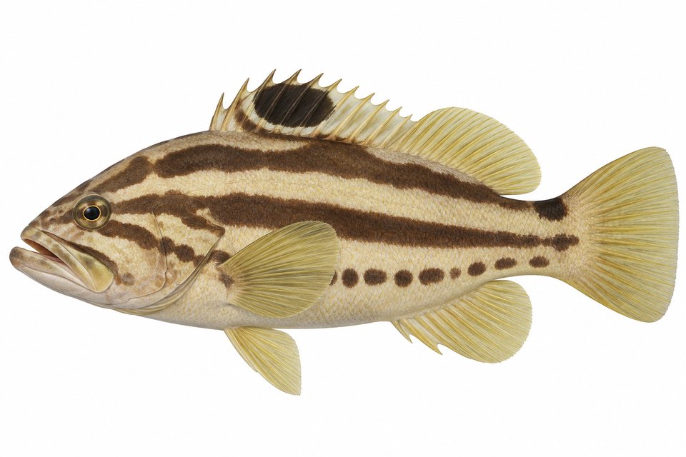 Dot-dash grouper