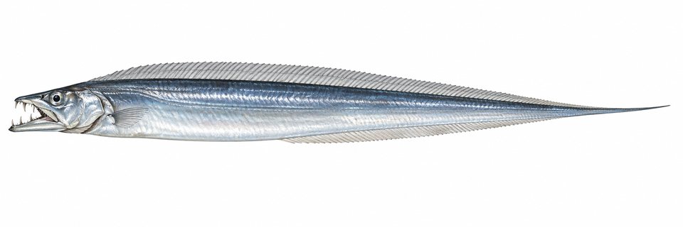 Longtooth hairtail