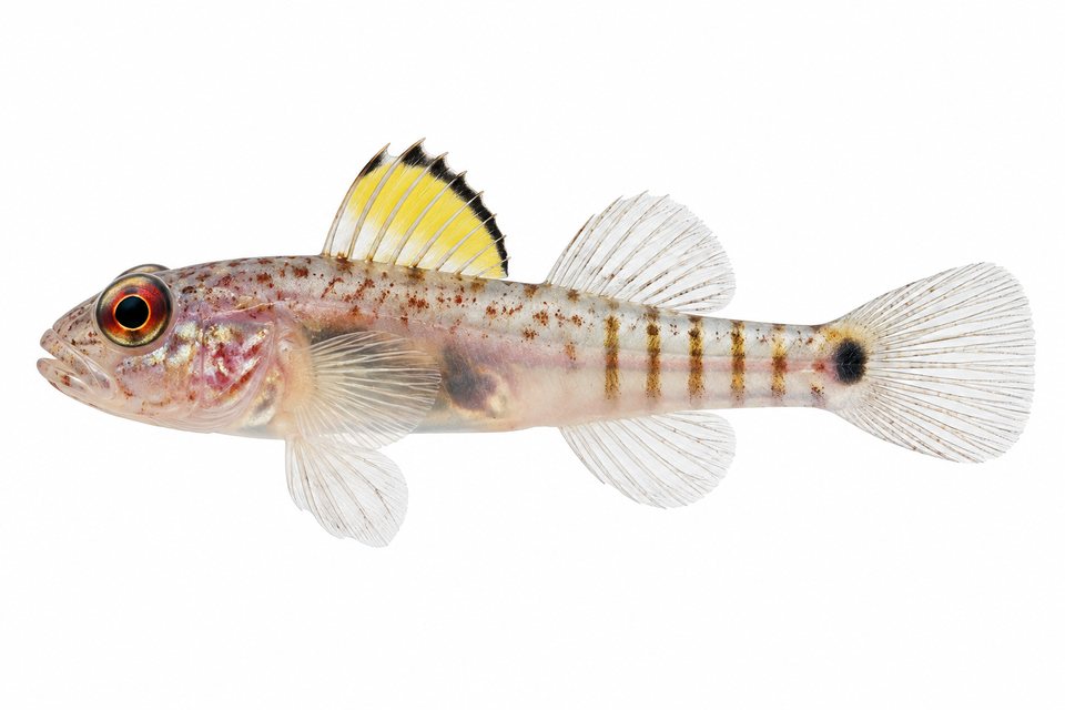 Red star-eye dwarfgoby