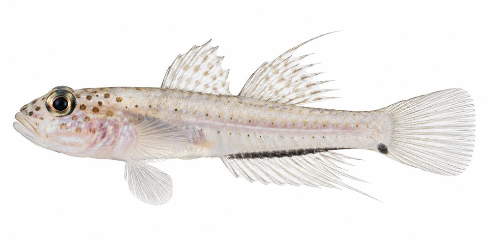 Miki's dwarfgoby