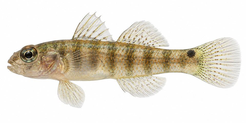 Nebulous dwarfgoby
