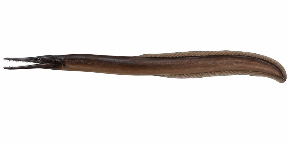 Pike conger (no English common name)