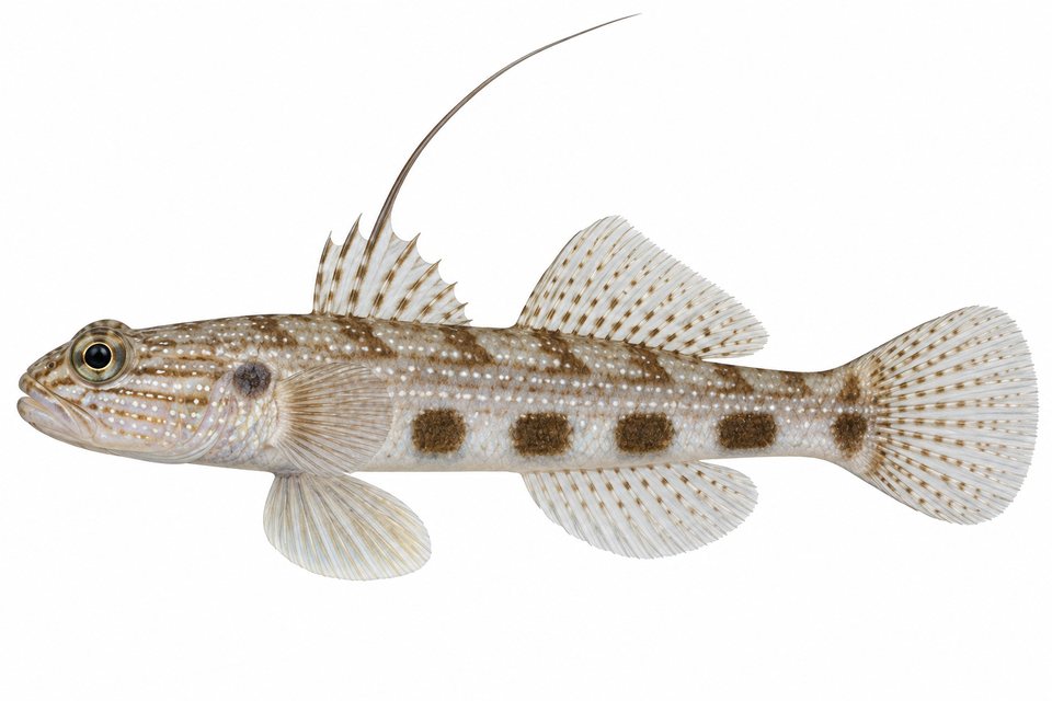 Gladiator goby