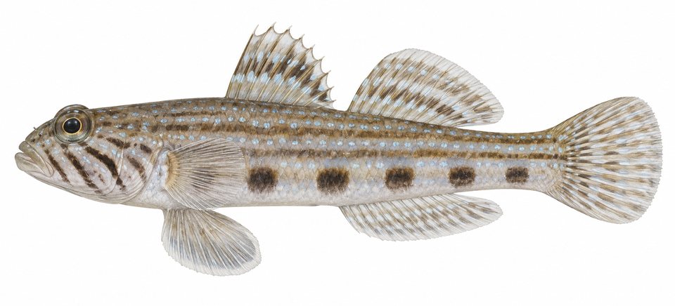 King goby
