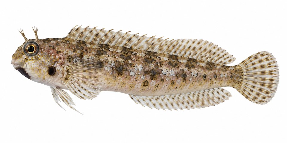 Delicate blenny