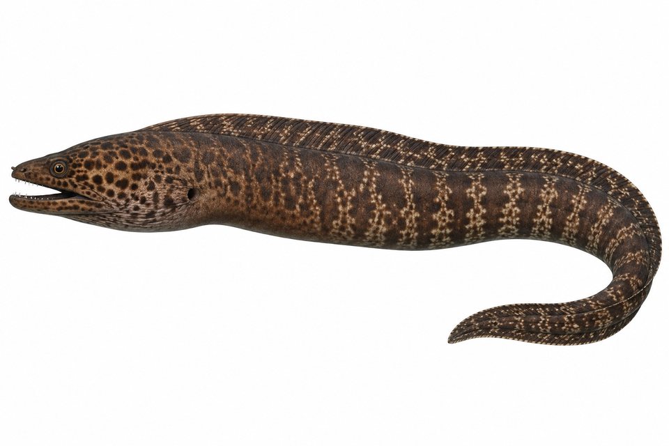 Latticetail moray