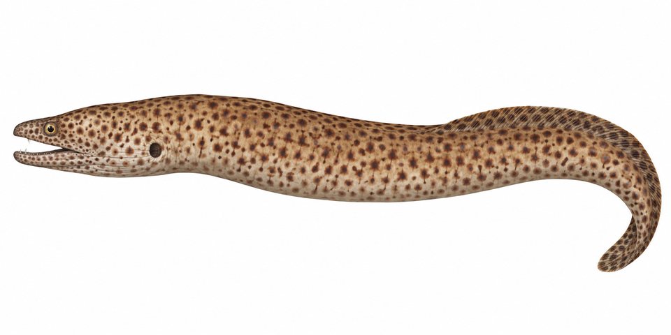 Brown spotted moray