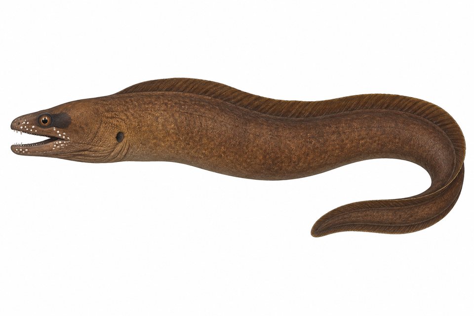 One-spot moray