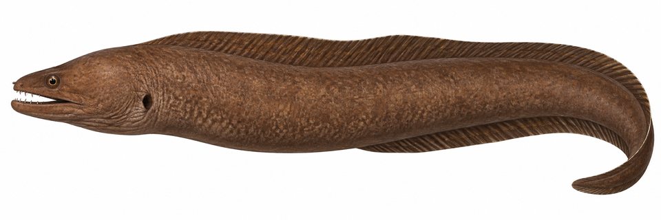 Pinda moray