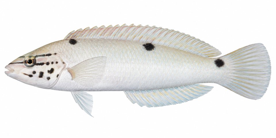 Triplespot wrasse