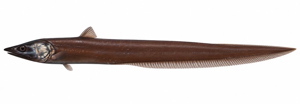 Halosaur (no English common name)