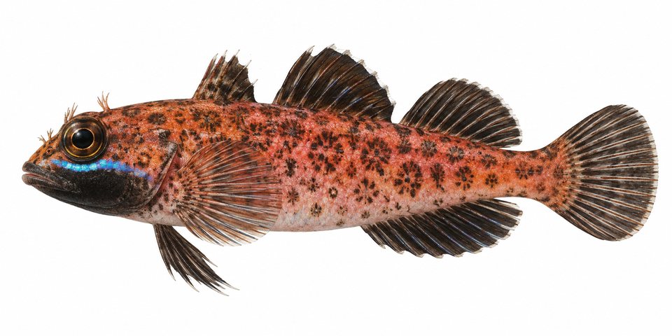 Blackfin triplefin