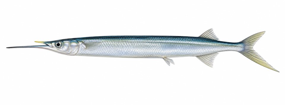 Yellowtip halfbeak
