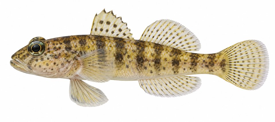 Goggle goby