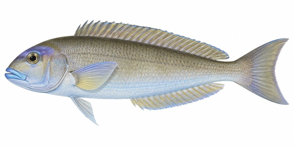 Pastel tilefish