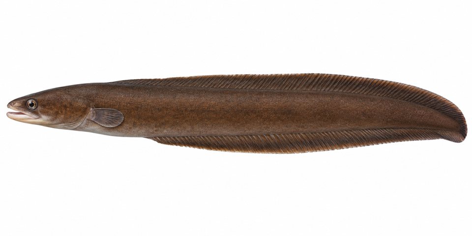 Common false moray