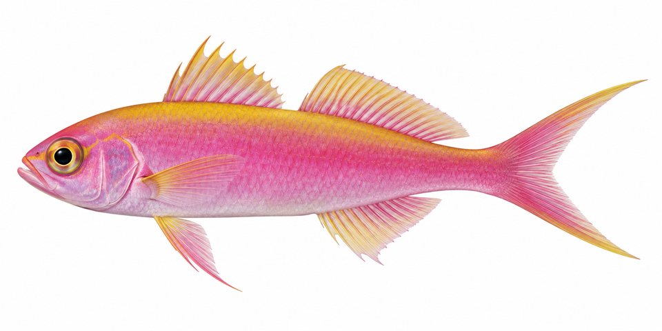 Earle's splitfin