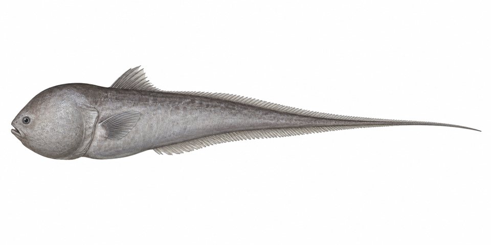 Inflated whiptail