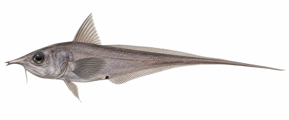 Sturgeon grenadier