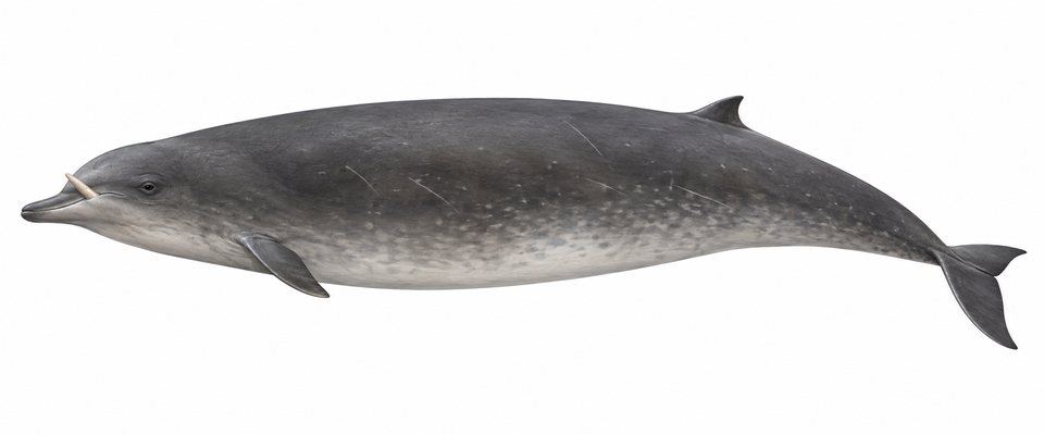 Deraniyagala's beaked whale (atoll beaked whale)