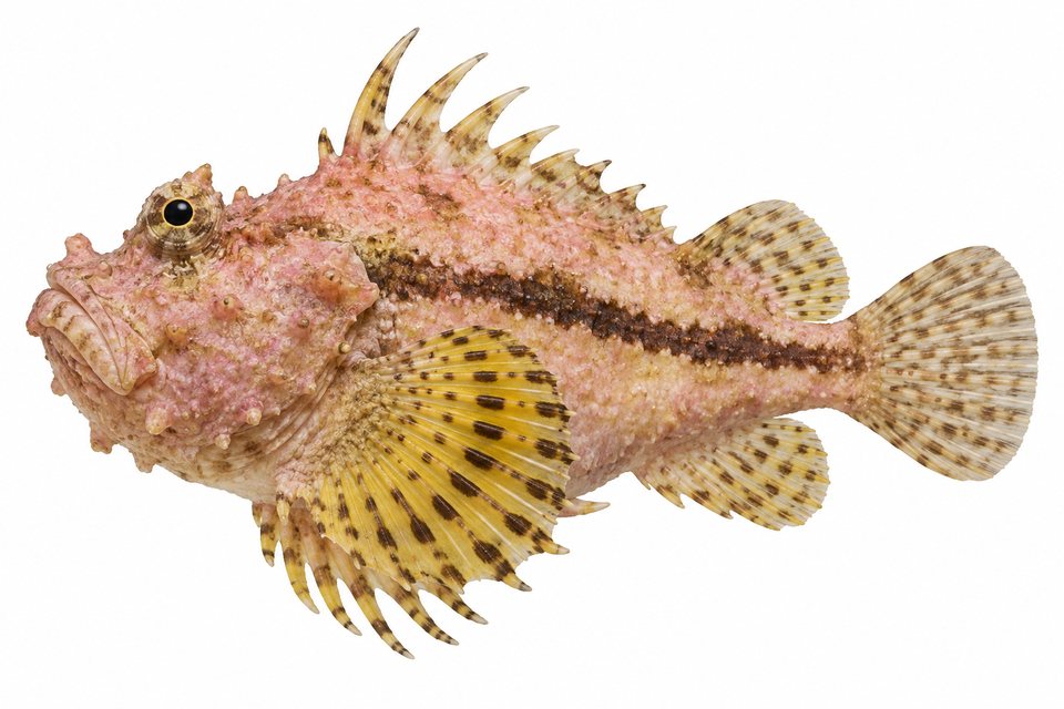 Pink stingfish