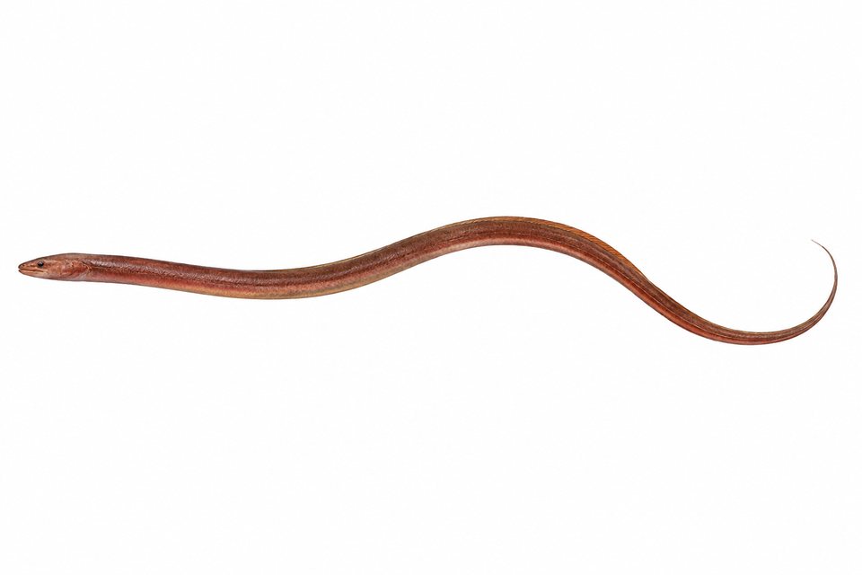 Rusty spaghetti eel