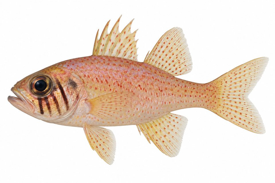 Eightspine cardinalfish
