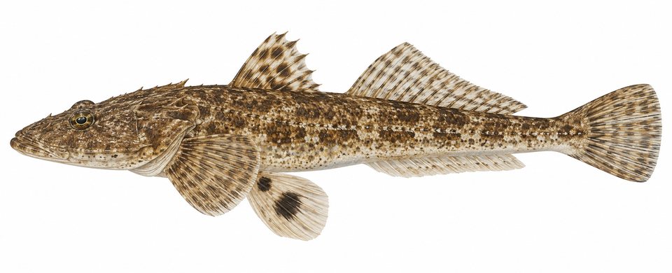 Broadband flathead